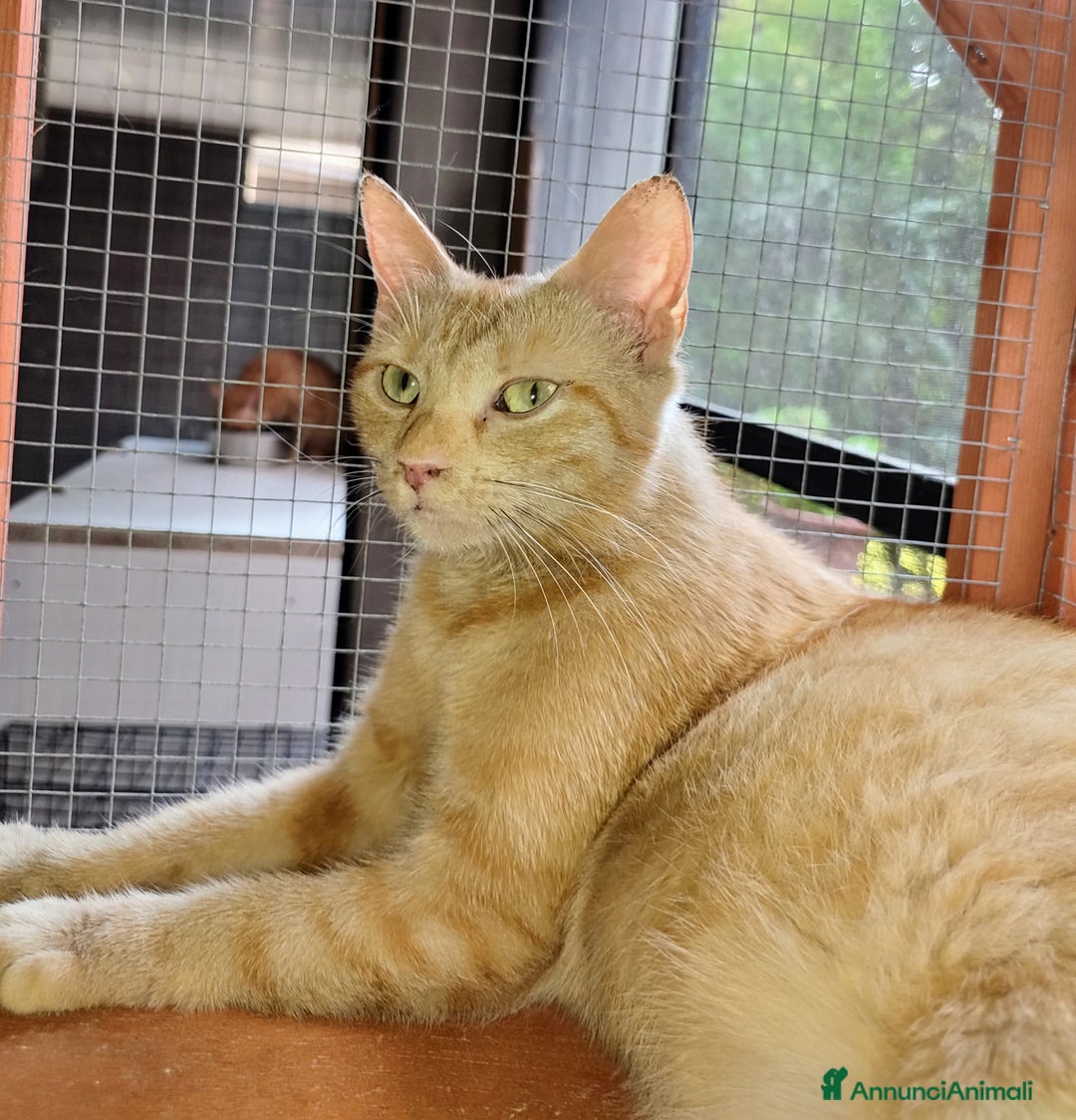 Altre razze gatti in regalo: Gatta arancione  - Immagine 6