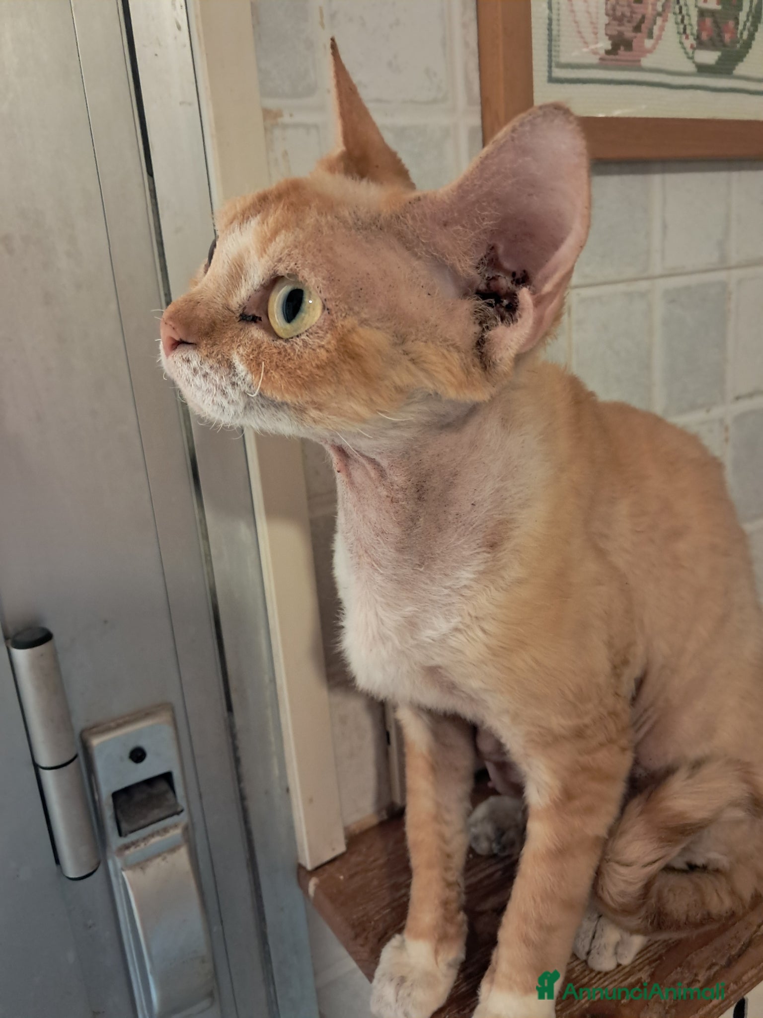 Devon Rex gatti Devon rex red point con bianco  - Annuncio 2