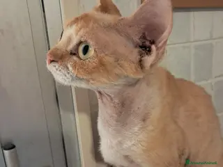 Devon Rex gatti Devon rex red point con bianco - Annuncio 2