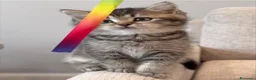 British gatti in vendita: Splendidi cuccioli di british shorthair  - Annuncio 5