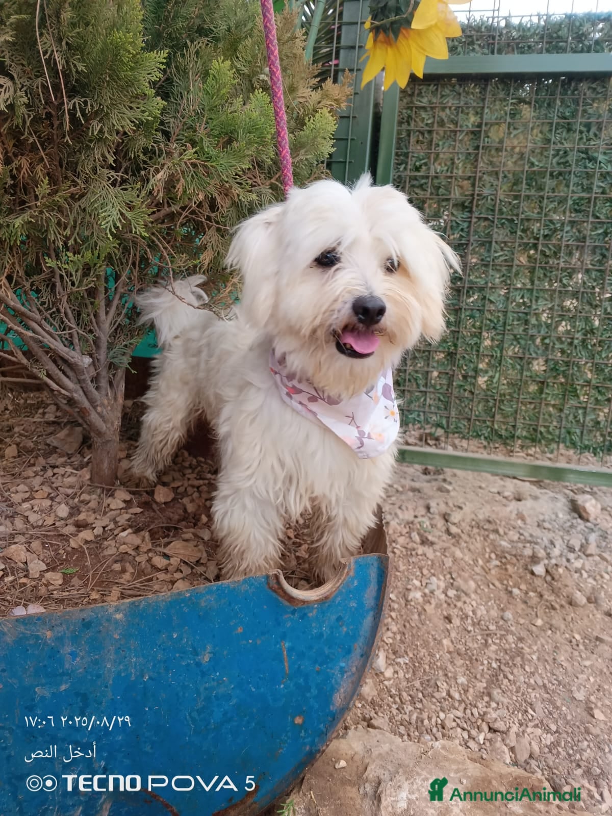 Maltese cani Splendido maltese - DIEGO - Annuncio 2