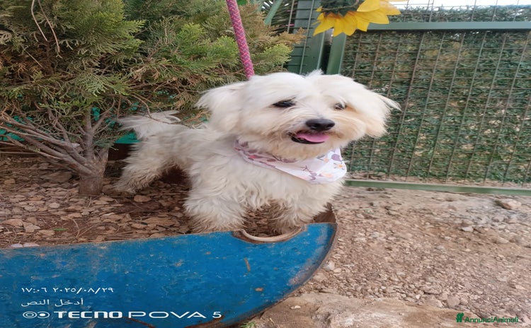 Maltese cani Splendido maltese - DIEGO - Annuncio 1