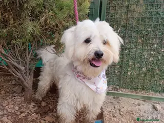 Maltese cani Splendido maltese - DIEGO - Annuncio 2