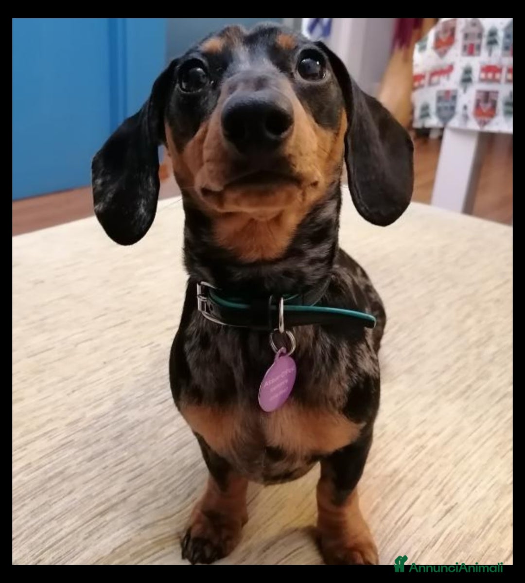 Bassotto cani per accoppiamento: Bassotto Nano Arlecchino pedigree Enci per monta - Annuncio 6