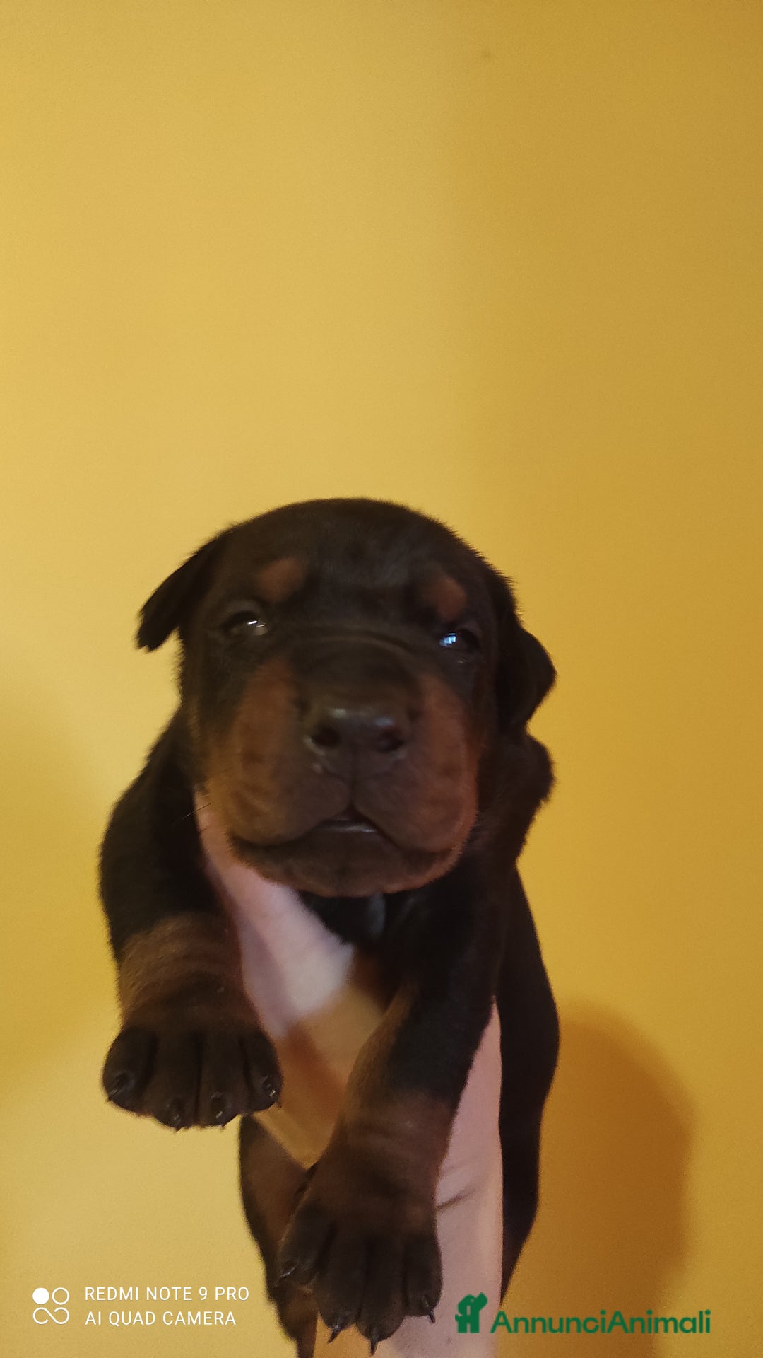 Dobermann cani in vendita: Cuccioli dobermann  - Annuncio 2