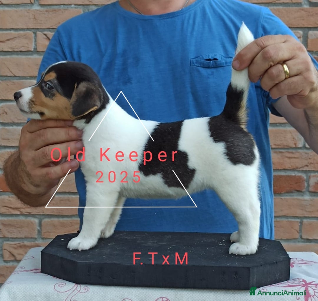 Jack Russell cani in vendita: Cuccioli Jack Russell Terrier con Pedigree a Provincia di Alessandria - Immagine 11