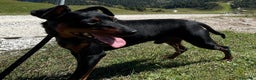 Pinscher Tedesco cani per accoppiamento: Zwergpinscher Accoppiamento - Annuncio 5