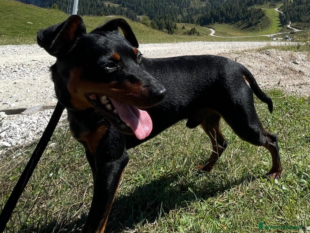 Pinscher Tedesco cani per accoppiamento: Zwergpinscher Accoppiamento - Annuncio 5