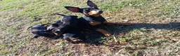 Pinscher Miniatura cani in vendita: Pinscher Nano Femmine - Annuncio 16
