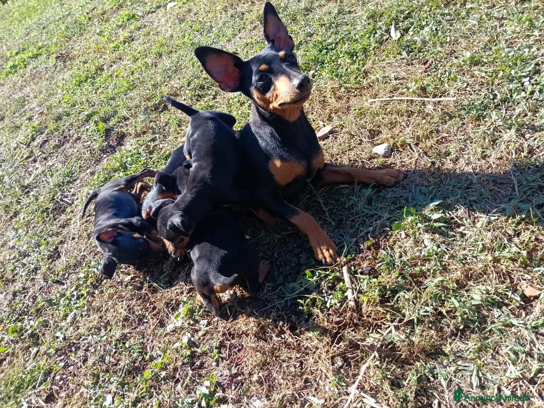 Pinscher Miniatura cani in vendita: Pinscher Nano Femmine - Annuncio 16