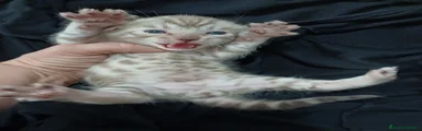 Bengala Gattino 1