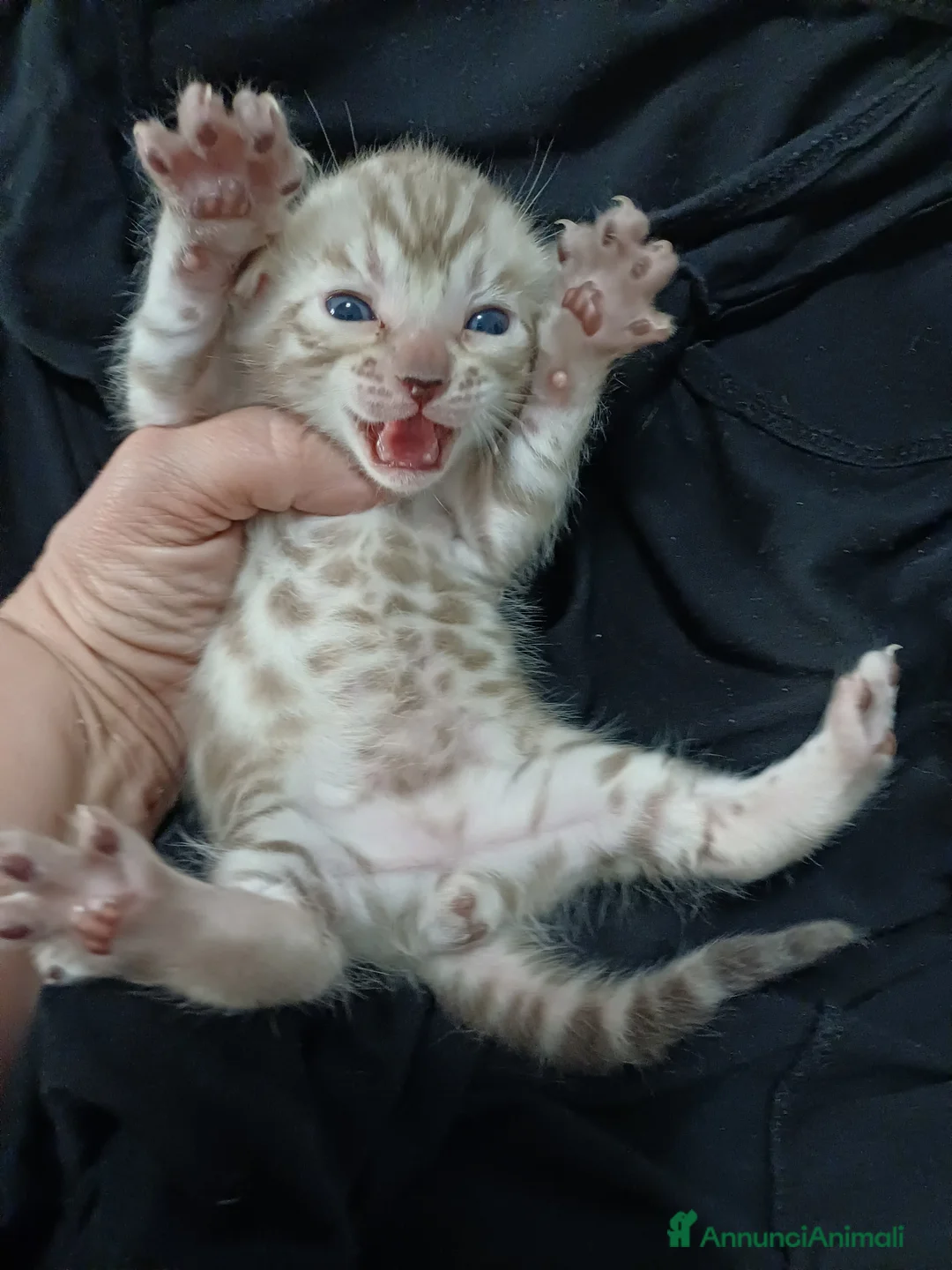 Bengala gatti in vendita: Gatto del bengala  - Annuncio 6