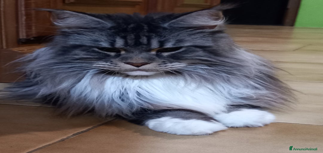 Immagine della galleria {{count}}