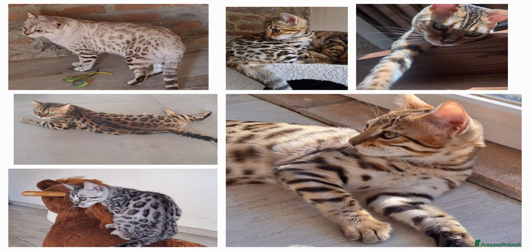 Immagine della galleria {{count}}