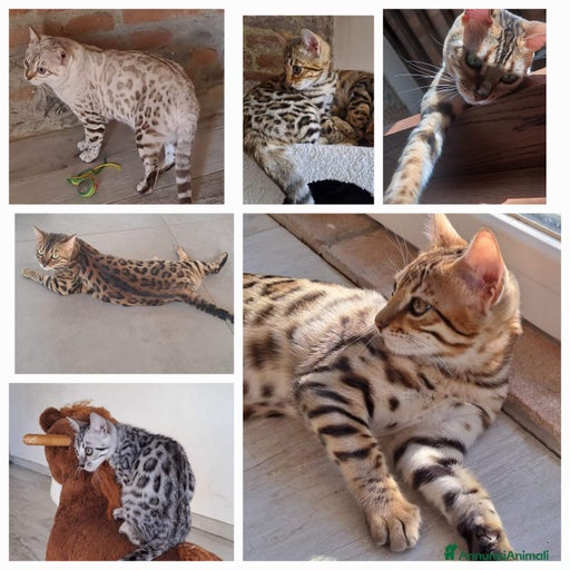 Immagine della galleria {{count}}