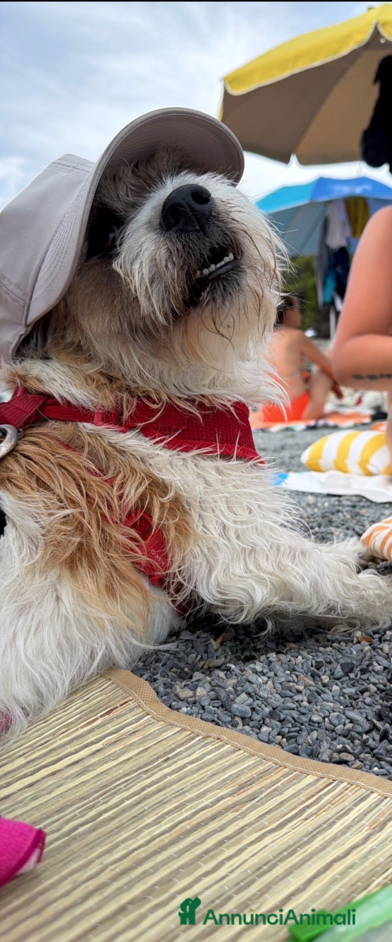 Jack Russell cani Jack Russel pelo lungo  - Annuncio 1