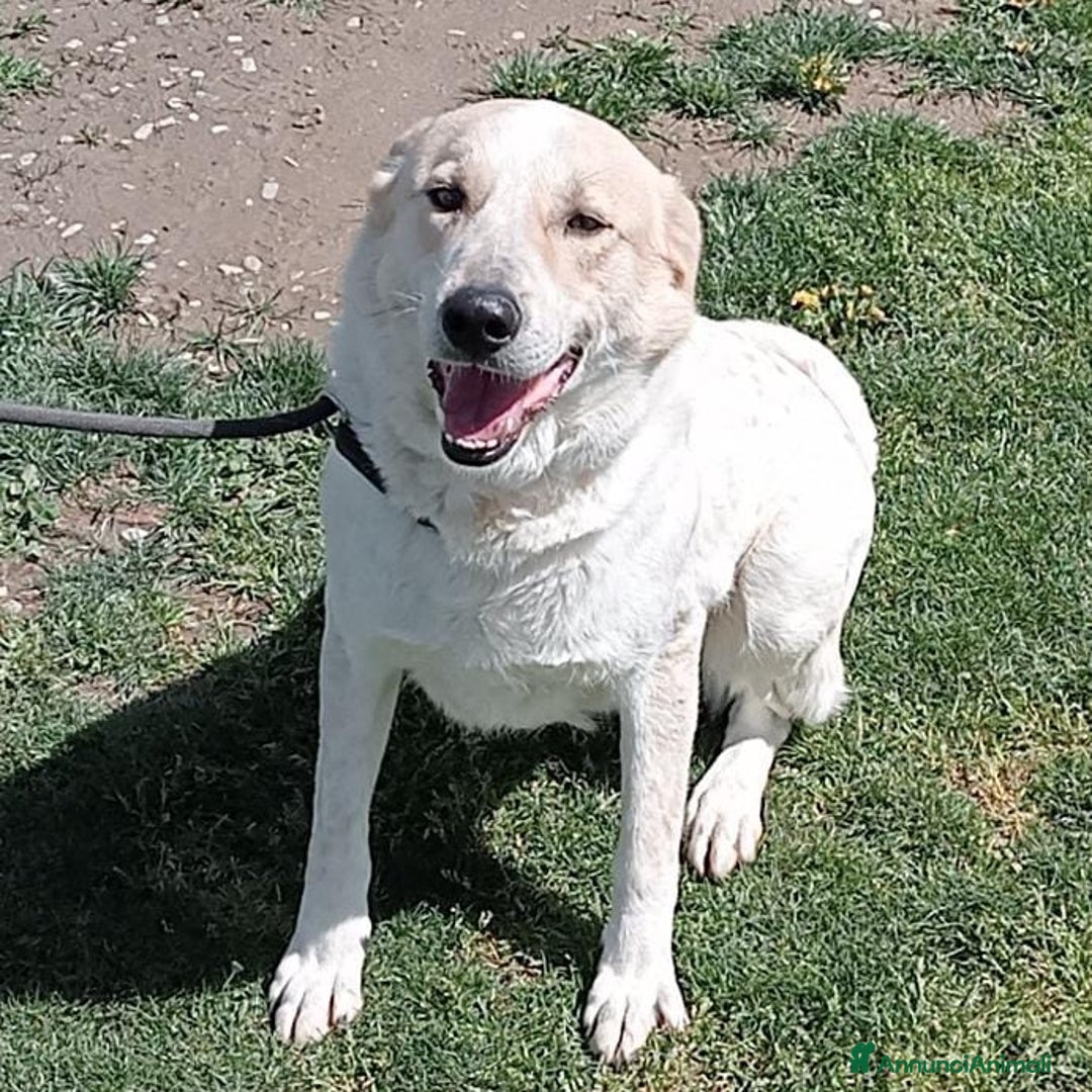 Meticcio cani in regalo: Bob cerca casa  - Annuncio 10