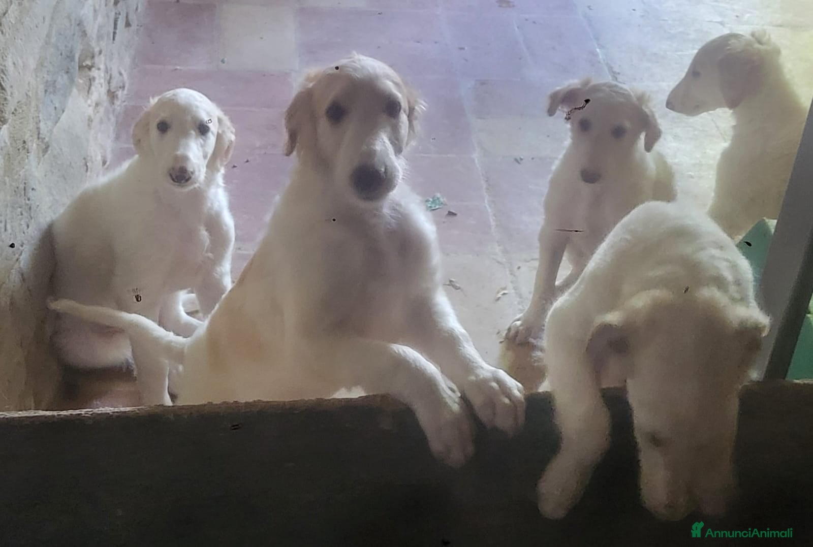 Levriero cani Cuccioli di Levriero Borzoi disponibili - Annuncio 15