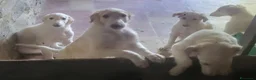 Levriero cani in vendita: Cuccioli di Levriero Borzoi disponibili a Provincia di Pesaro e Urbino - Annuncio 1