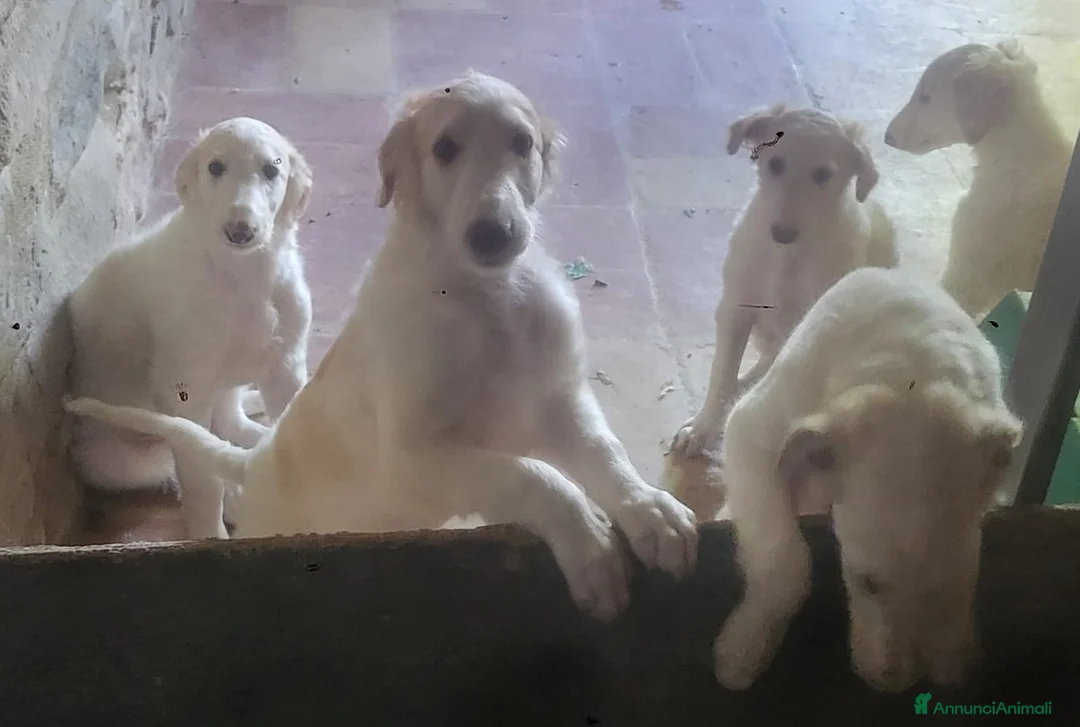 Levriero cani in vendita: Cuccioli di Levriero Borzoi disponibili a Provincia di Pesaro e Urbino - Annuncio 1