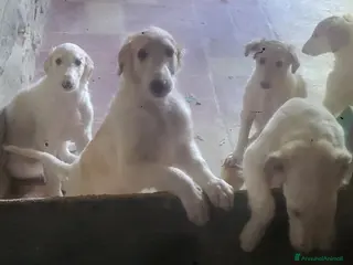 Levriero cani Cuccioli di Levriero Borzoi disponibili - Annuncio 15