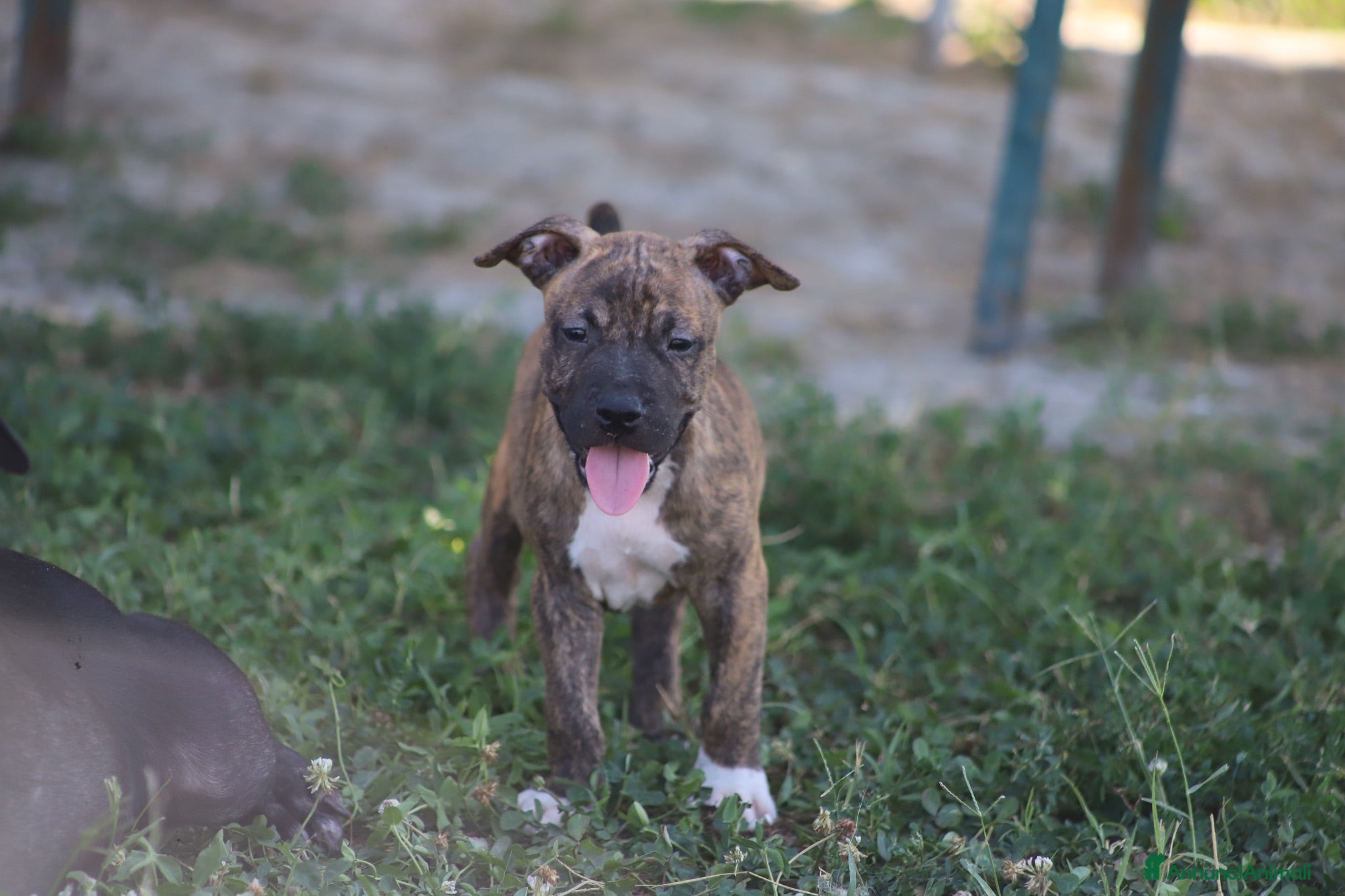 Pitbull cani Cuccioli Pit Bull con pedigree anche a rate - Annuncio 1
