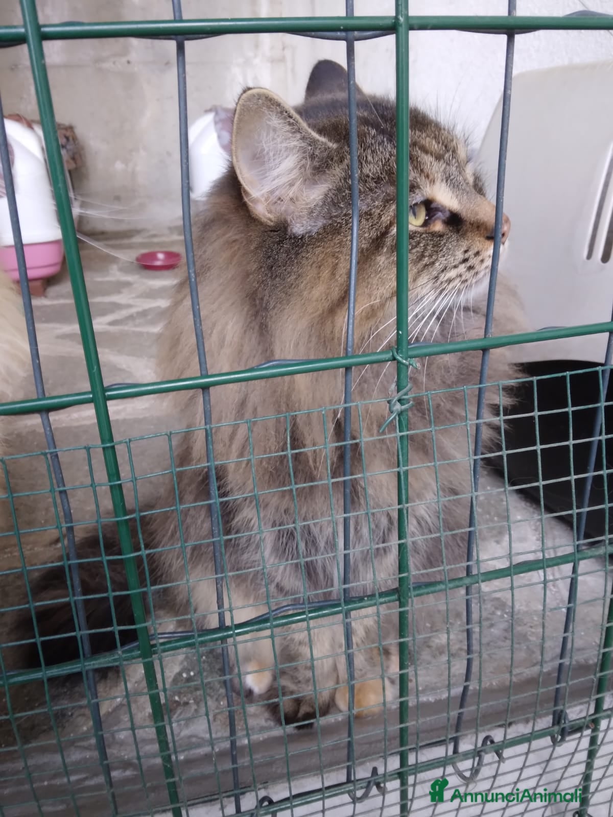 Norvegese gatti Gattino di Norvegese (4 mesi) - Annuncio 2