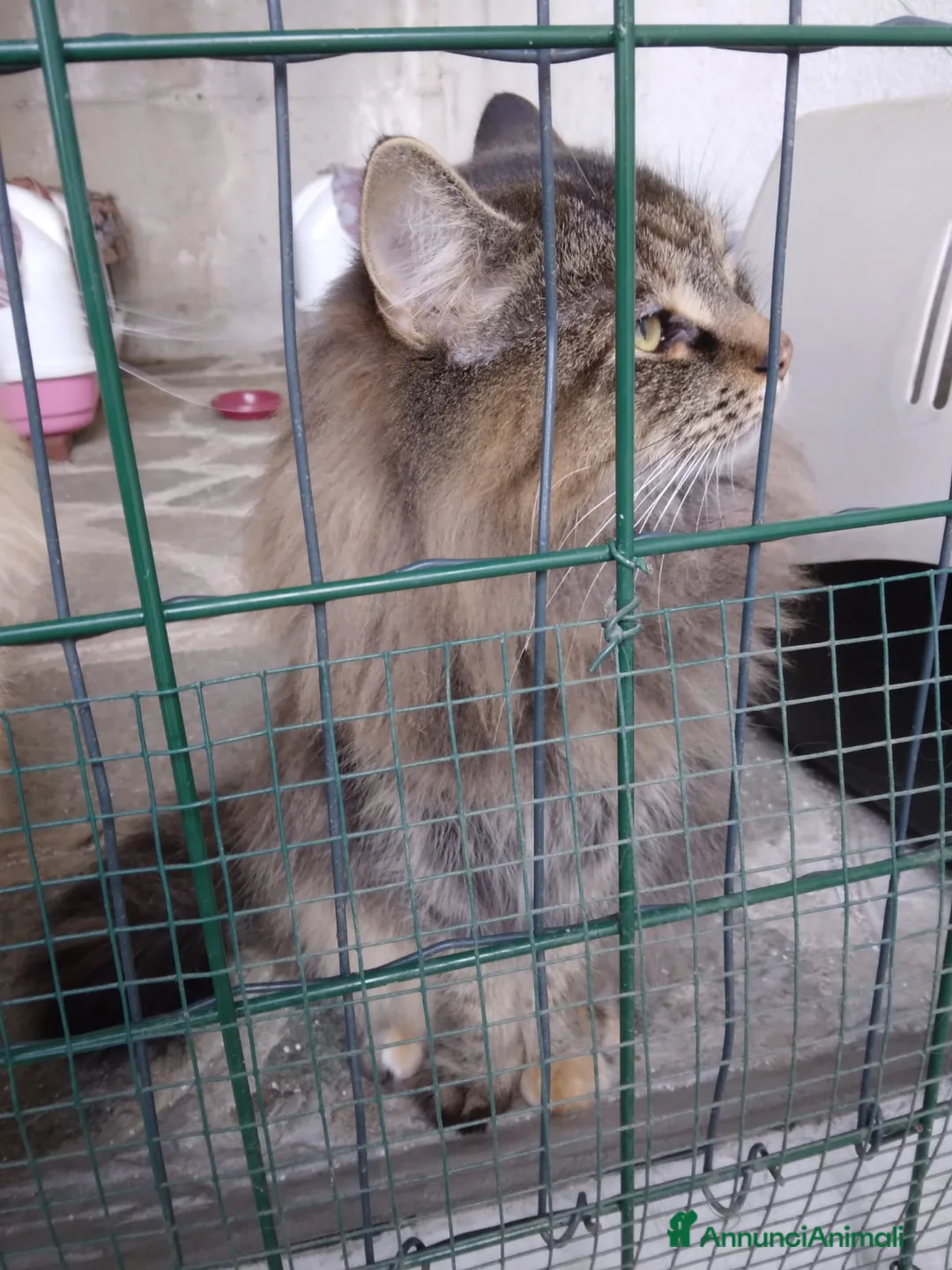 Norvegese gatti in vendita: Gattino di Norvegese (4 mesi) a Città Metropolitana di Torino - Annuncio 1