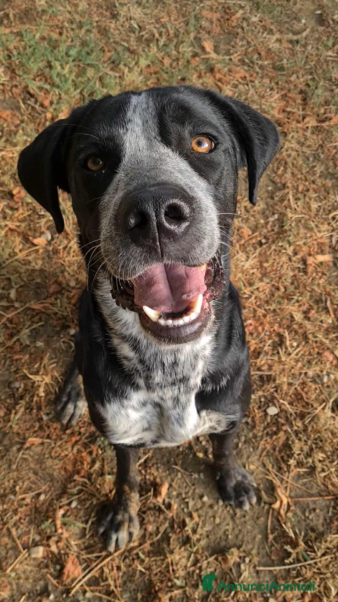 Meticcio cani in regalo: KATY, cucciolona SUPER SIMPATICA! - Annuncio 3
