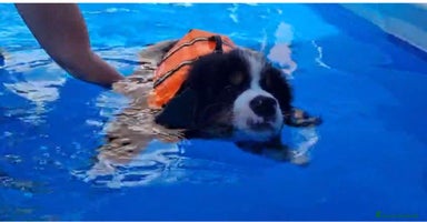 Bovaro del Bernese cani a Provincia di Parma - Annuncio 11
