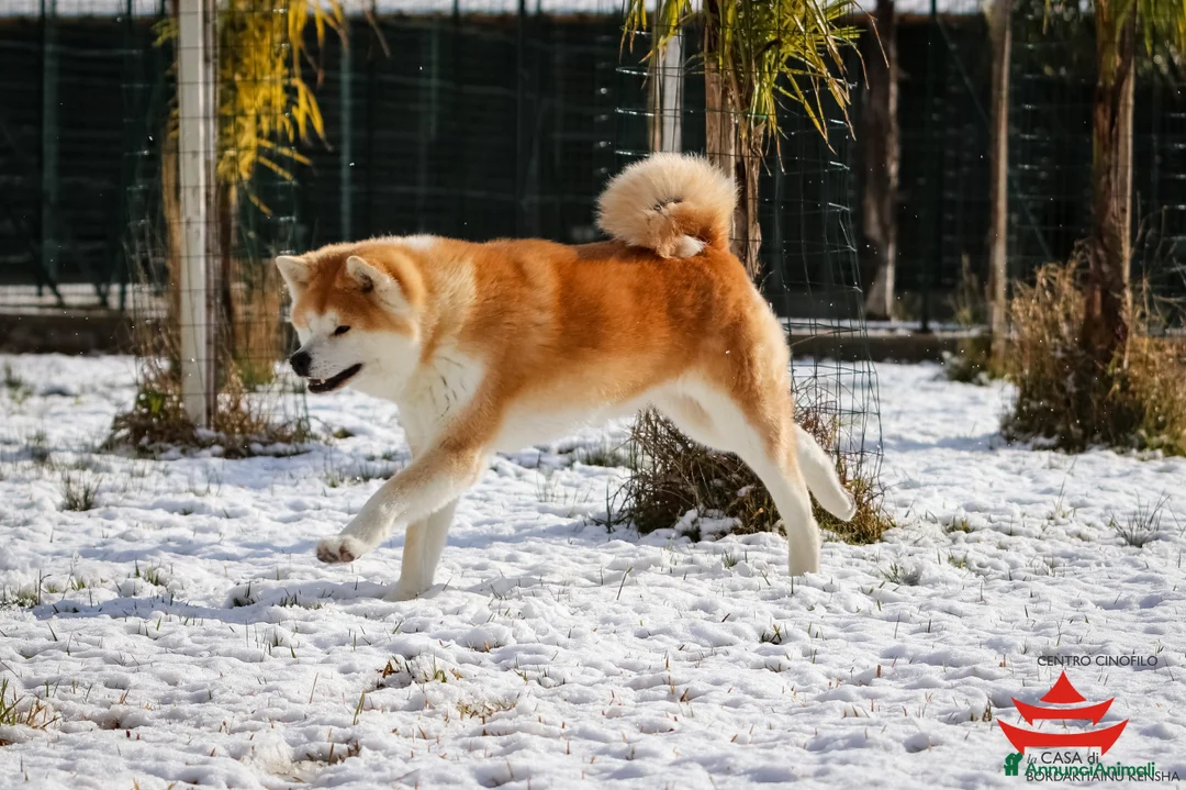 Immagine della galleria {{count}}