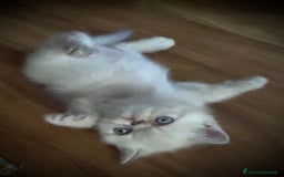 Exotic Shorthair gatti in vendita: CUCCIOLO EXOTIC Blu TabbyPoint-PREZZO INTERESSANTE a Provincia di Verona - Immagine 5