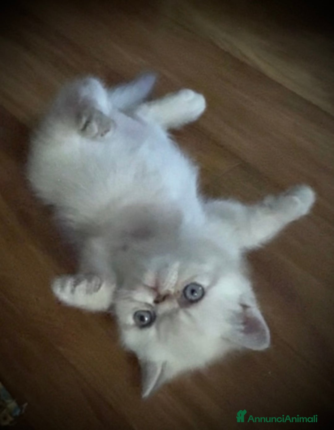 Exotic Shorthair gatti in vendita: CUCCIOLO EXOTIC Blu TabbyPoint-PREZZO INTERESSANTE a Provincia di Verona - Immagine 5