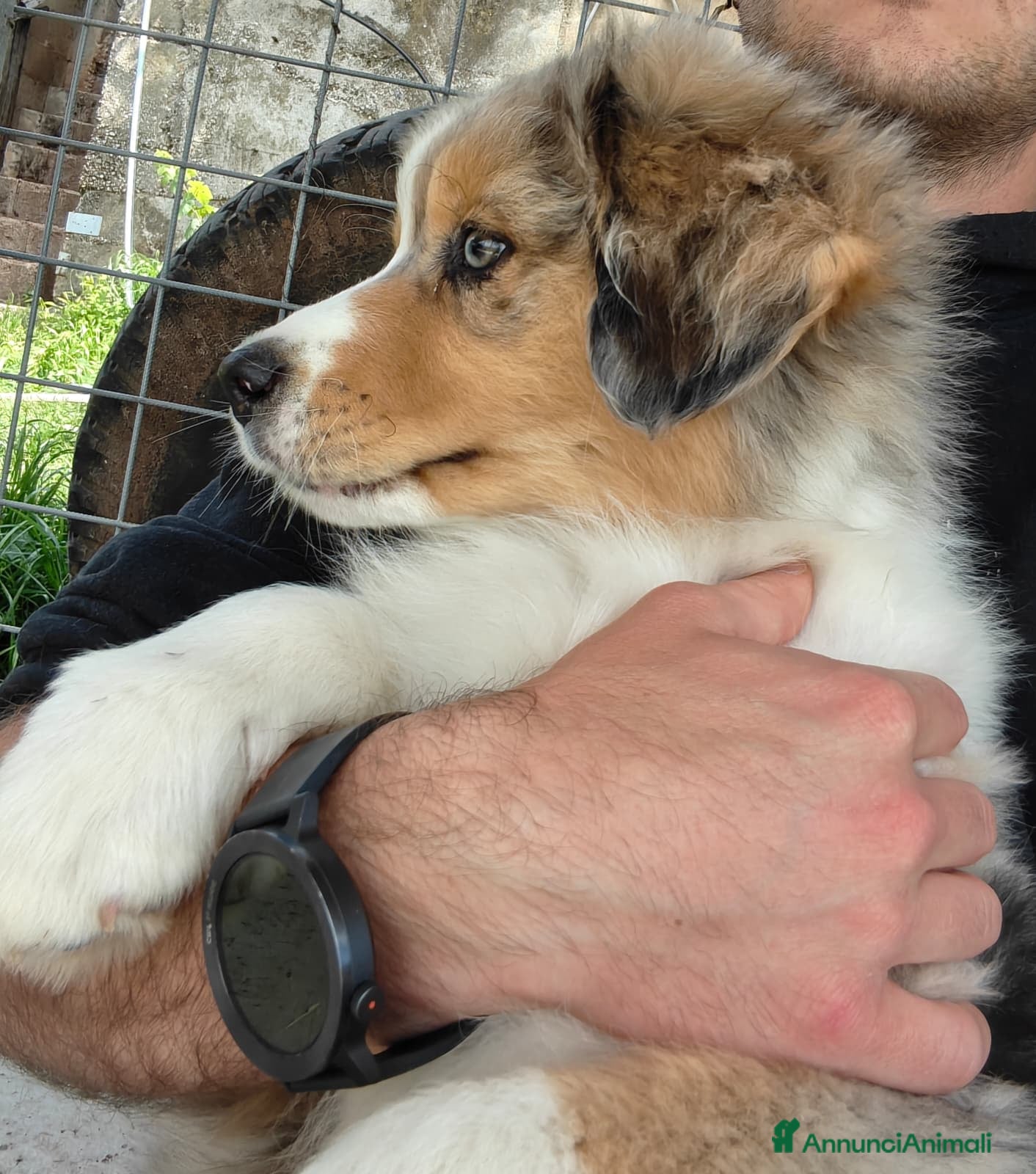 Australian Shepherd cani Cuccioli Pastore Australiano - Australian sheperd - Annuncio 5