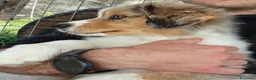 Australian Shepherd cani in vendita: Cuccioli Pastore Australiano - Australian sheperd - Annuncio 1