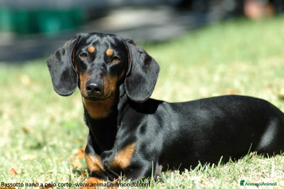 Bassotto cani Bassotto tedesco Nero focato - Annuncio 1