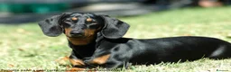 Bassotto cani per accoppiamento: Bassotto tedesco Nero focato - Annuncio 1
