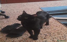 Altre razze gatti in regalo: Adozione del cuore due mici di tre anni - Annuncio 5