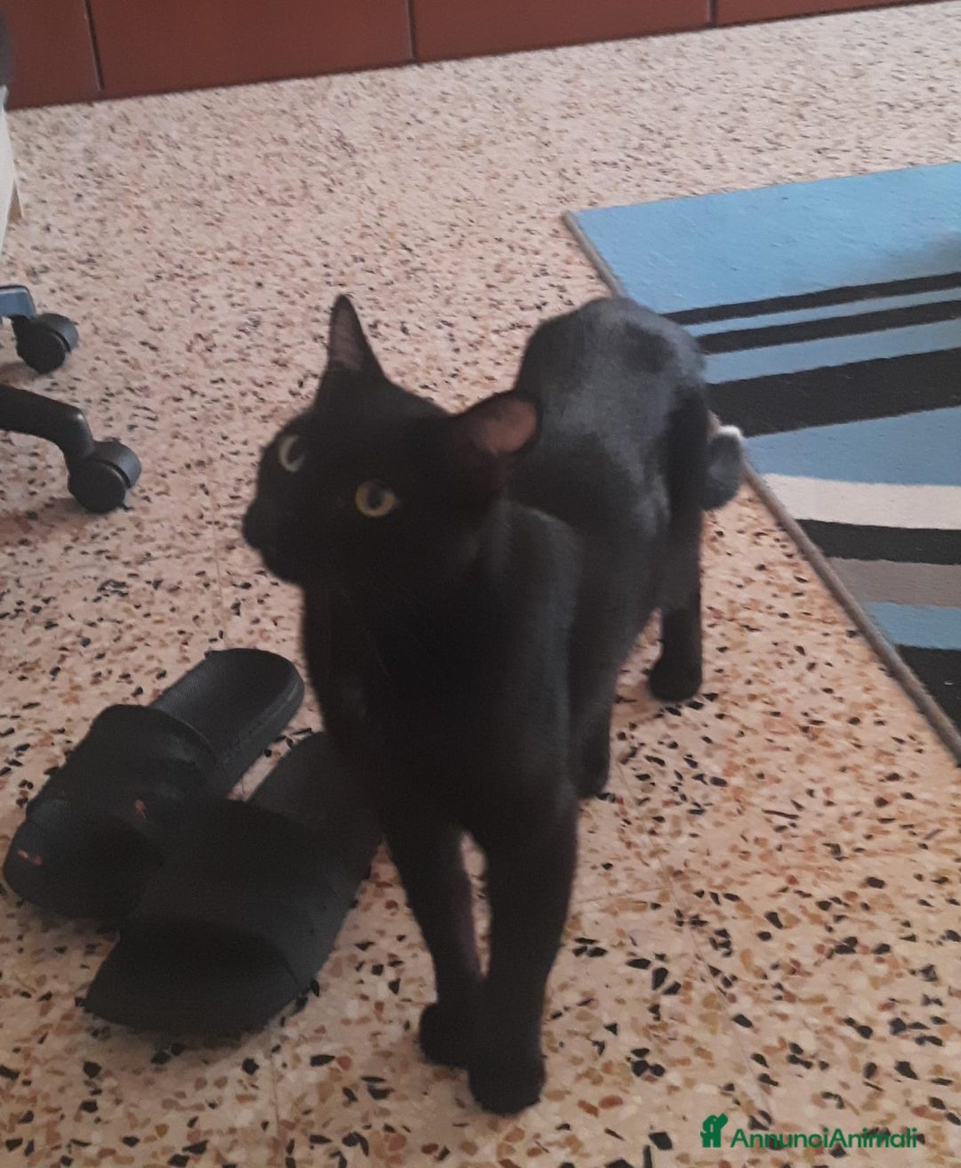 Altre razze gatti in regalo: Adozione del cuore due mici di tre anni - Annuncio 5