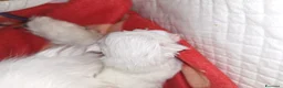 Persiano gatti in vendita: Persiani gattini - Annuncio 4