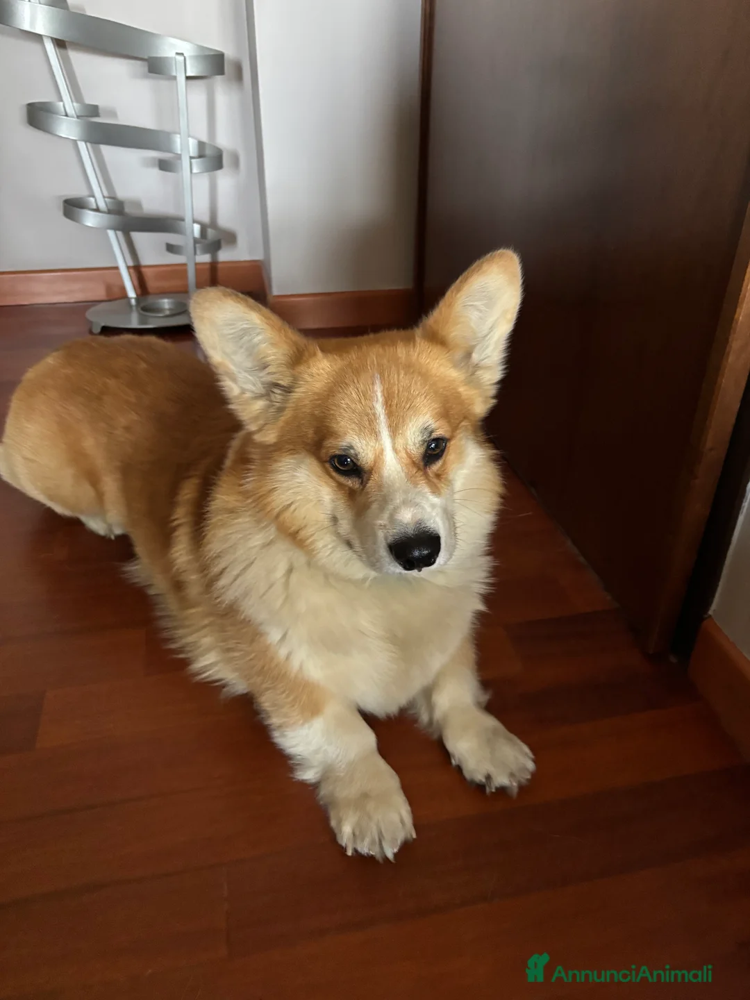 Corgi Pembroke cani per accoppiamento: Welsh Corgi Pembroke  - Annuncio 3