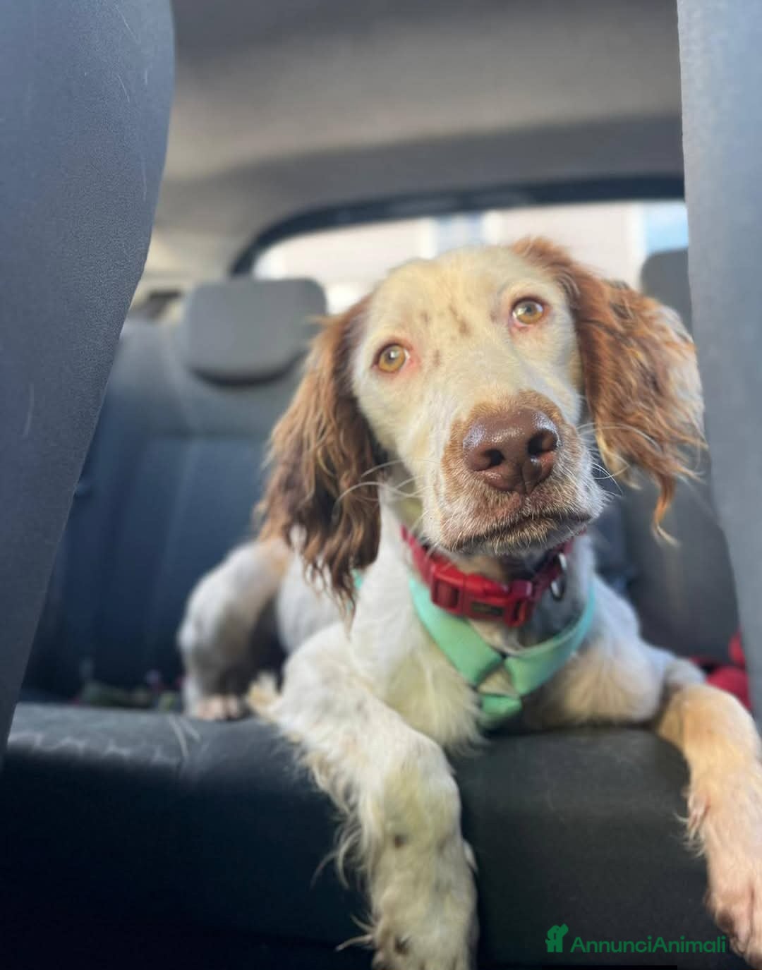 Setter Gordon cani Cagnolino setter - Annuncio 1