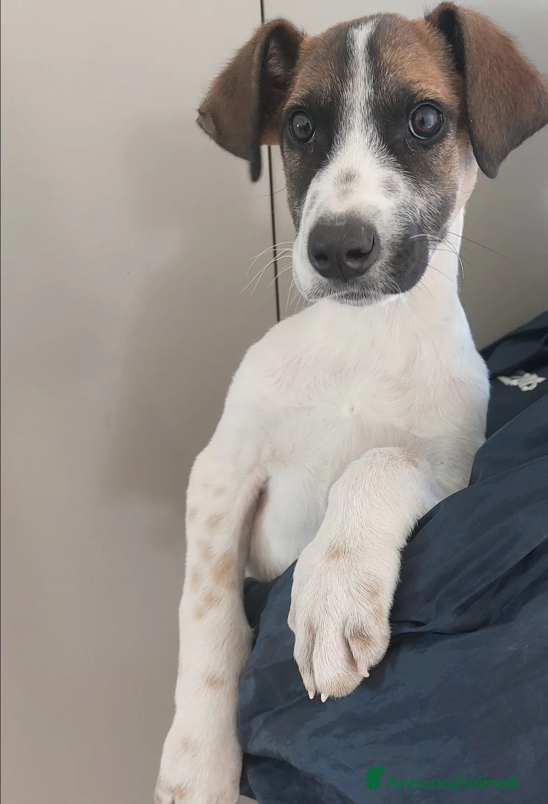 Meticcio cani in regalo: Miki  - Annuncio 4