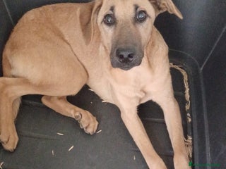 Meticcio cani LA PICCOLA E TENERA ALBICOCCA a Città metropolitana di Milano - Annuncio 7