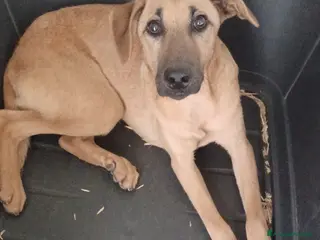 Meticcio cani LA PICCOLA E TENERA ALBICOCCA a Città metropolitana di Milano - Annuncio 22