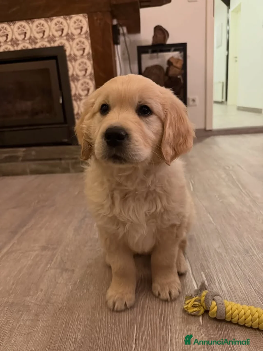 Golden Retriever cani in vendita: Disponibili Golden Retriever - Annuncio 4