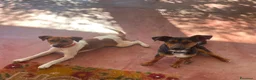 Meticcio cani in regalo: 2maschietti 1anno kg 5 a fine mese in canile.NUORO - Annuncio 3