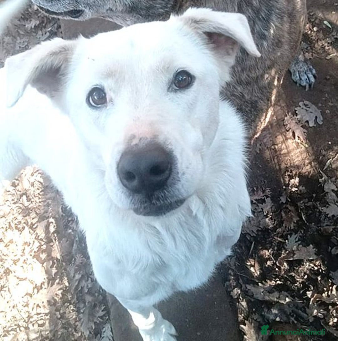 Labrador cani in regalo: HEIDE, candida e dolce creatura a Città metropolitana di Roma Capitale - Immagine 1