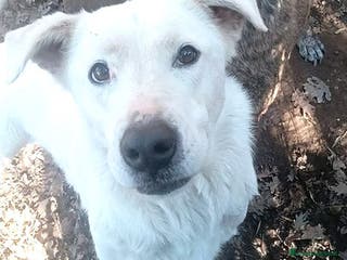 Labrador cani HEIDE, candida e dolce creatura a Città metropolitana di Roma Capitale - Annuncio 5