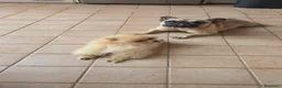Volpino Pomerania cani in vendita: POMERANIA DUE FEMMINUCCE CREMA CON PEDIGREE - Annuncio 3